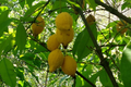 Bumpy Lemon Garcinia madruno Starter Plant | Tropical Fruit Tree 12"-24" tall
