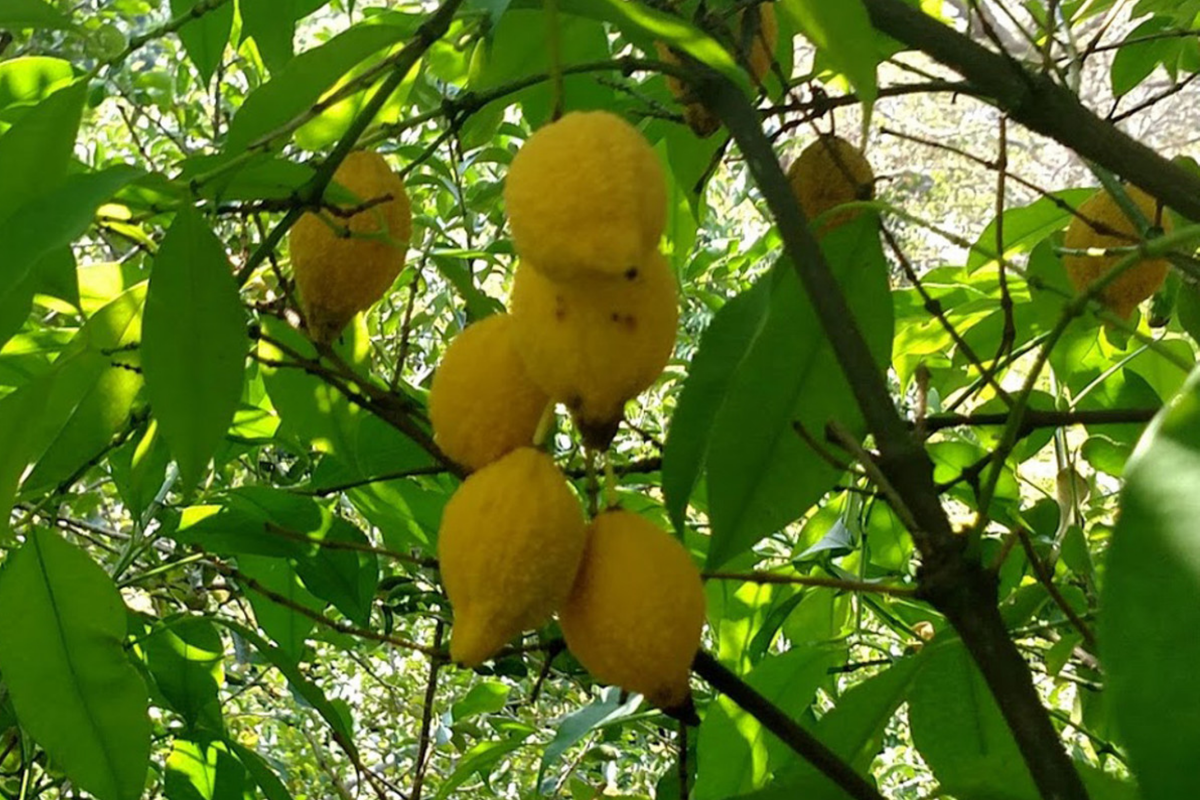 Bumpy Lemon Garcinia madruno Starter Plant | Tropical Fruit Tree 12"-24" tall