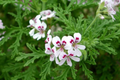 Geranium Pelargonium Scented Variegated - 2 Live 6" Unrooted Cuttings