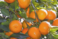 Satsuma Fruit Tree Citrus unshiu Live Seedling (Bare Root) - 4-10 inches