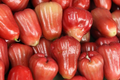 Red Wax Jambu Tree (Syzygium jambos) Starter Plant - Live Fruit Tree 12-24"