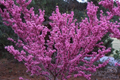 Chinese Redbud Cercis chinensis Seeds - 10 Seeds, Ornamental Tree with Pink Blooms