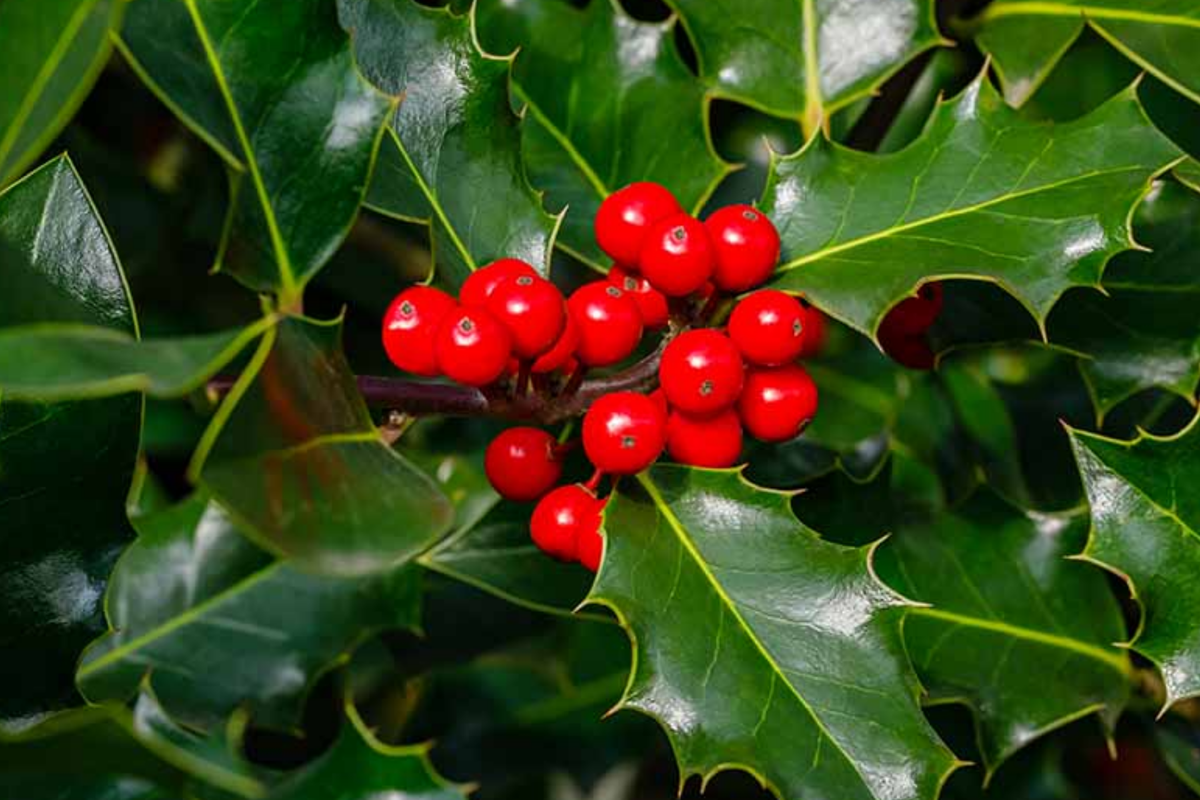 Ilex Aquifolium English Holly Seeds – 10 Seed Pack