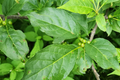 Ilex Montana Mountain Holly Seeds - Evergreen Shrub, Hardy Berry Plant (500mg) - Seeds