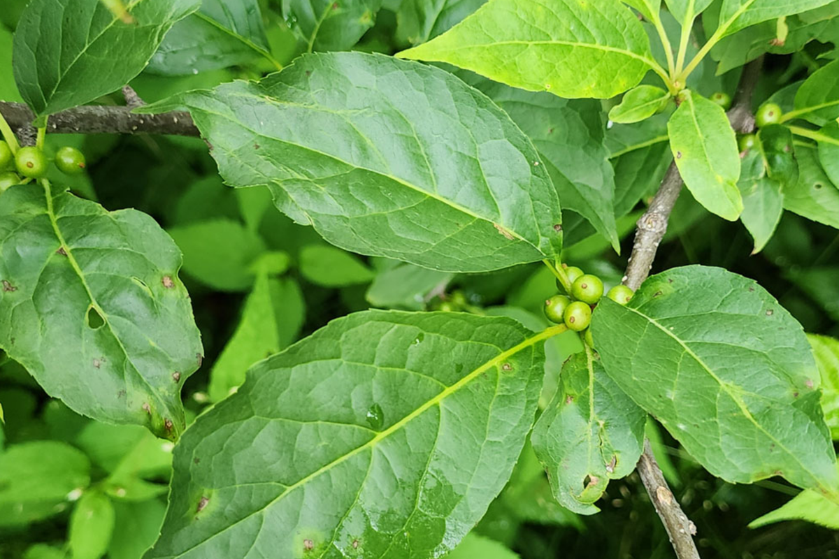 Ilex Montana Mountain Holly Seeds - Evergreen Shrub, Hardy Berry Plant (500mg) - Seeds