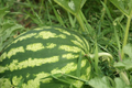Carolina Cross Watermelon Seeds - Giant Sweet Watermelon (Citrullus lanatus) 5 Seeds