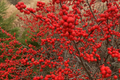 Winterberry Holly (Ilex verticillata) Seeds - Deciduous Shrub, 250mg