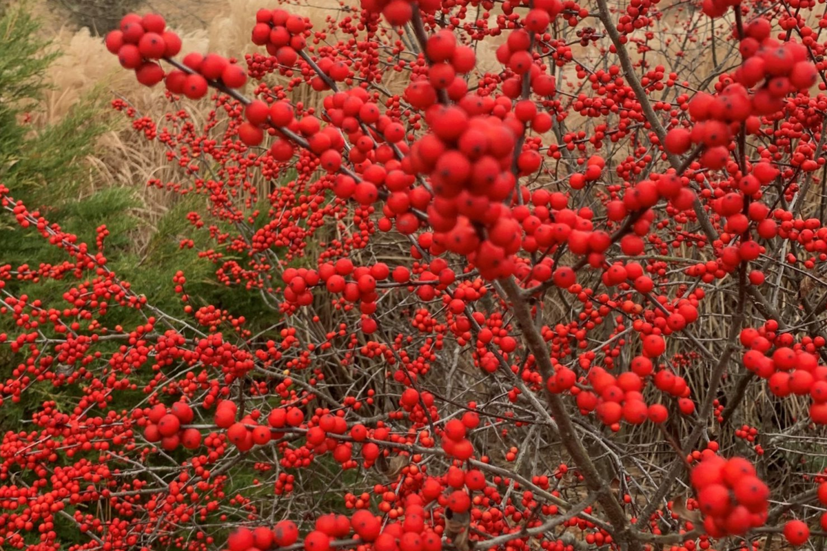 Winterberry Holly (Ilex verticillata) Seeds - Deciduous Shrub, 250mg