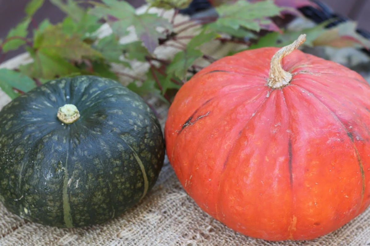 Kabocha Squash Seeds - Heirloom Japanese Pumpkin Variety (15 Seeds) Easy to Grow
