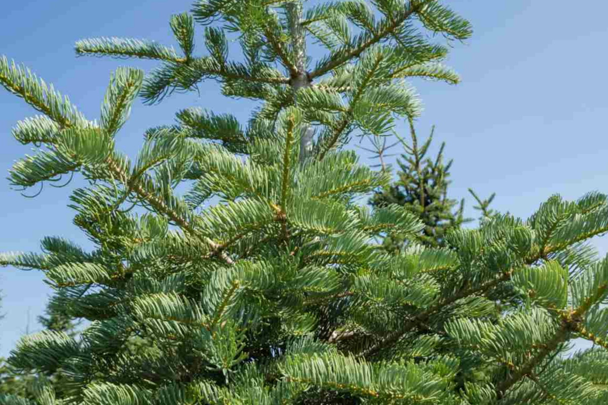 Balsam Fir Seeds (Abies balsamea) Lake State Balsam Fir - Tree Seeds, 250 mg