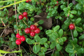Lingonberry Plants Vaccinium vitis-idaea Bare Root Rhizomes – 4 Live Plants