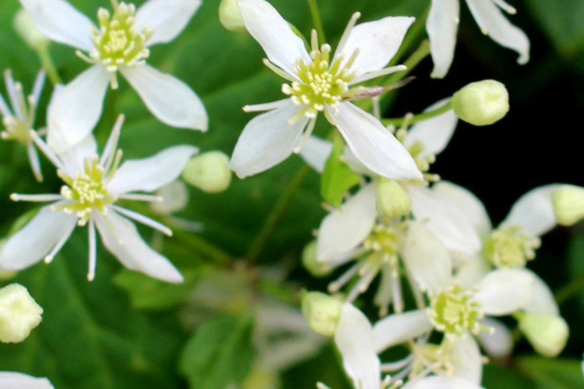 Clematis virginiana Virgin's Bower Seeds - Fragrant Climbing Flowering Vine