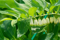 Solomon's Seal Polygonatum biflorum Bare Root Perennials - 3 Plants, Native Shade-Loving