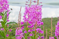 Fireweed Seeds 30mg | Chamaenerion angustifolium - Perennial Wildflower