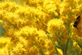 Old Field Goldenrod Seeds (Solidago nemoralis) 500mg - Pollinator Native Wildflower