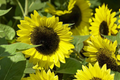 Early Sunflower Seeds 250mg - Helianthus annuus | Fast-Growing Annual