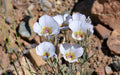 Calochortus gunnisonii Seeds (30) Gunnison Mariposa Lily – Native Wildflower Bulb, White & Purple Blooms