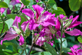 Bauhinia purpurea Seeds - Purple Orchid Tree 10 Seeds