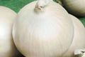 Onion Ringmaster Seeds - Allium cepa (Non-GMO) Large Bulbing Onion, 250mg