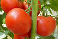 Tomato Legend Seeds | Solanum lycopersicum - 100mg Non-GMO, Early Harvest, Disease-Resistant