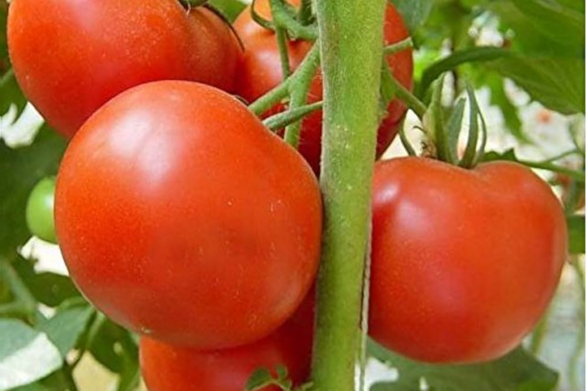 Tomato Legend Seeds | Solanum lycopersicum - 100mg Non-GMO, Early Harvest, Disease-Resistant