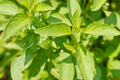 Lime Basil (Ocimum basilicum) Seeds – Citrus-Scented, 1000 Seeds
