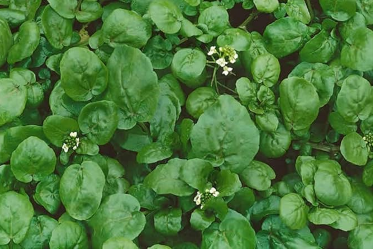Watercress Cress (Nasturtium officinale) - 1000 Seeds, Aquatic Green for Salads & Garnishes