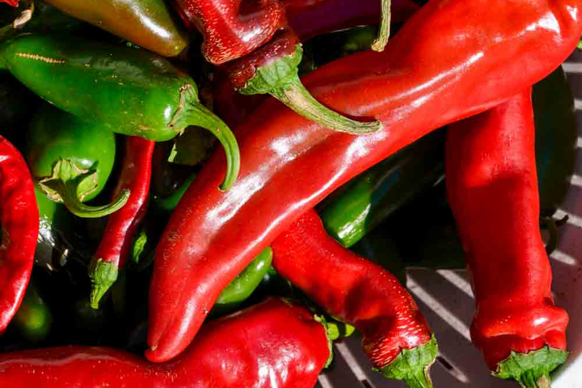 Hot Portugal Pepper Seeds - Heirloom Capsicum annuum, Medium-Hot, 65-75 Days, Non-GMO