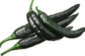 Pasilla Bajio Chilaca Pepper Seeds - Capsicum annuum, Mild & Smoky Mexican Chile (25 Seeds)
