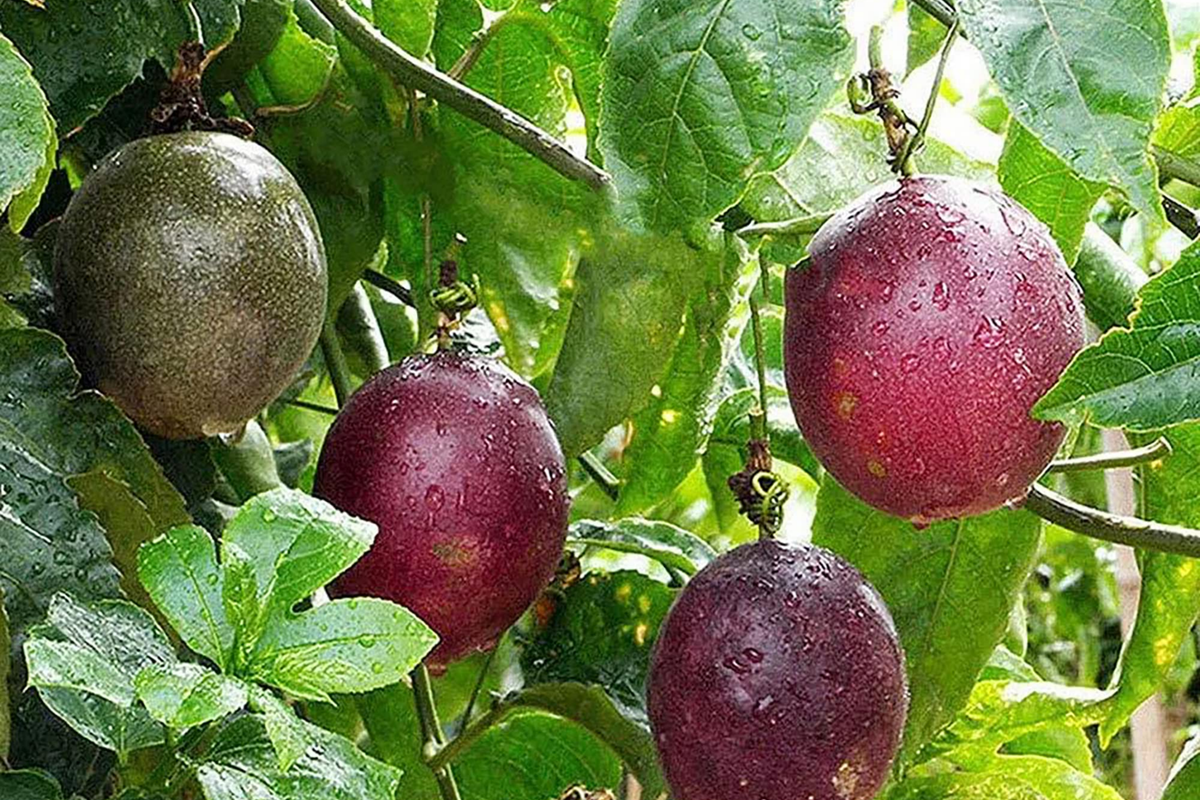 Passion Fruit Seeds | 50 Non-GMO Seeds for Passiflora edulis — Tropical Vine, Edible Fruit