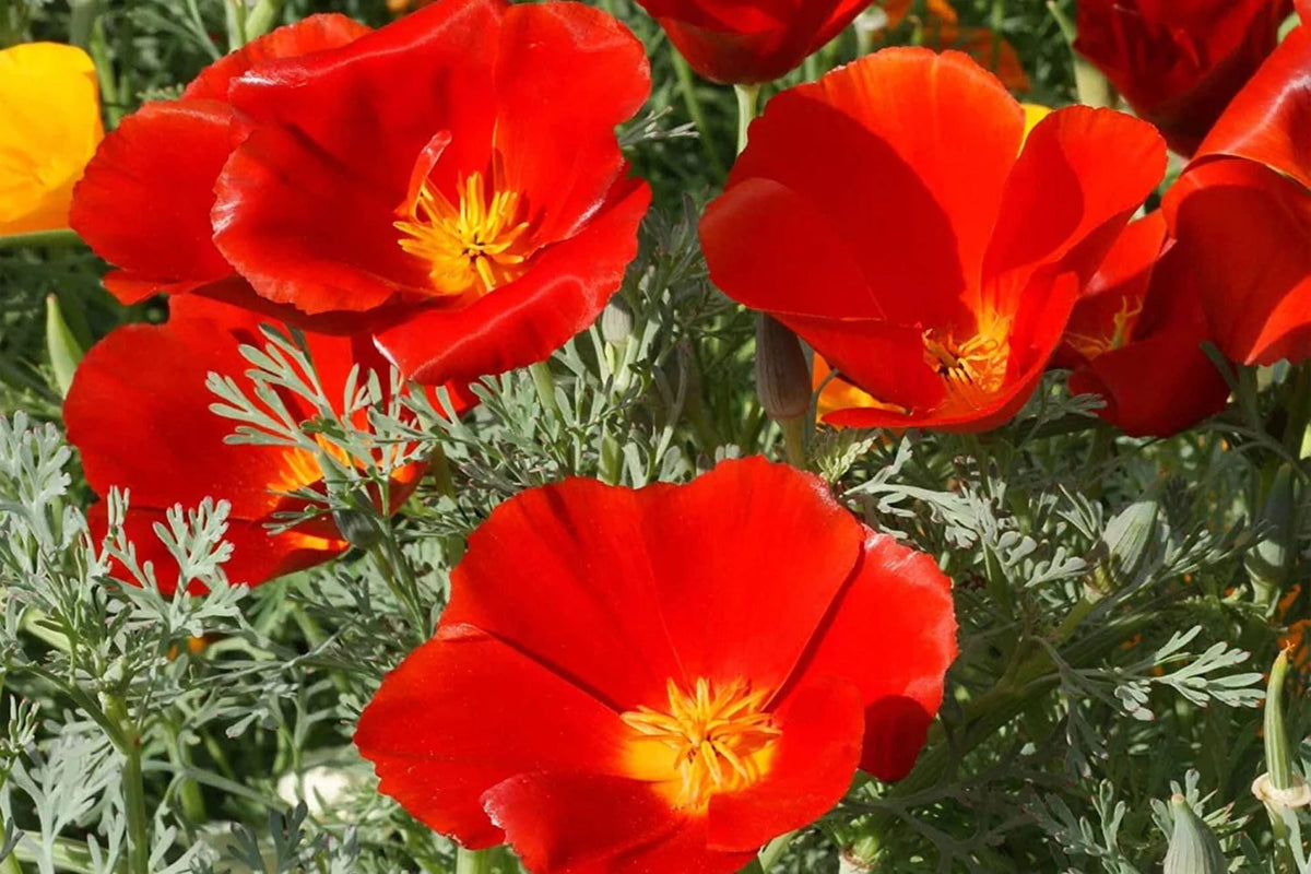 Red Chief California Poppy Seeds - Red-Orange Blooms, Drought Tolerant, Pollinator Friendly