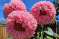 50Pcs Rare Pink Giant Teddy Bear Sunflower Seeds - Heirloom, Easy to Grow