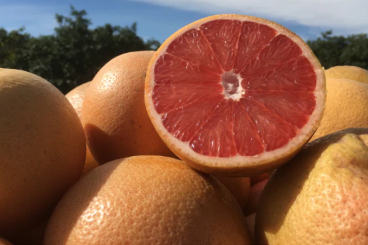 Star Ruby Grapefruit Seeds - Citrus paradisi, Deep Red Flesh, Juicy Fruit