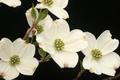 Flowering Dogwood (Cornus florida) Bare Root Tree 2-3 ft - Zones 5-9