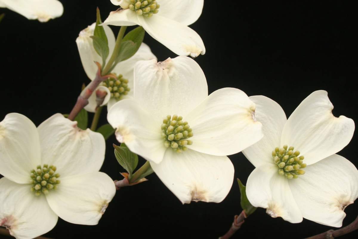 Flowering Dogwood (Cornus florida) Bare Root Tree 2-3 ft - Zones 5-9