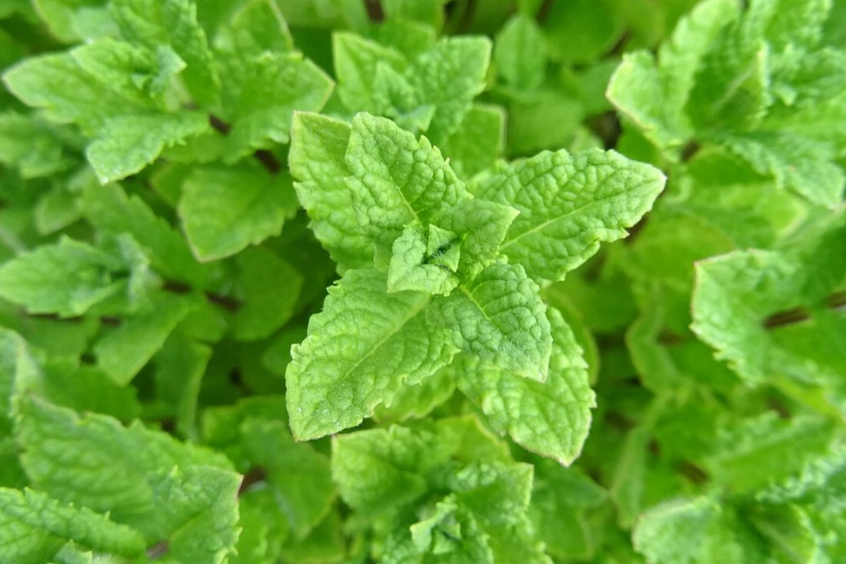 Peppermint (Mentha × piperita) Seeds - 1000 Seeds for Tea & Cooking