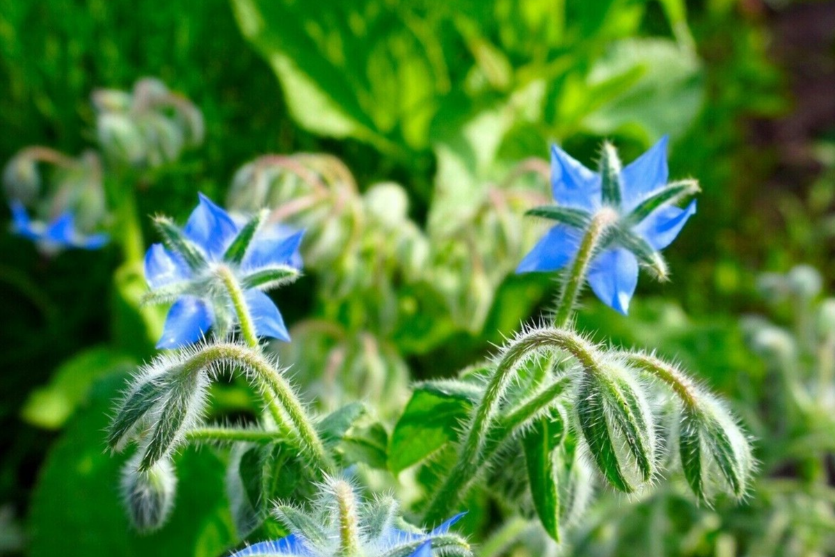 Borage Seeds Borago officinalis - 1g | Edible Flowers & Pollinator-Friendly Annual Herb