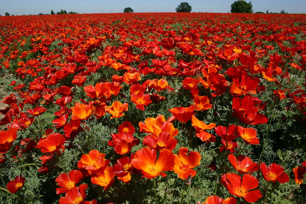 Red Chief California Poppy Seeds - Red-Orange Blooms, Drought Tolerant, Pollinator Friendly