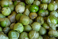 Tomatillo Verde Seeds (Physalis ixocarpa) - 100mg, Annual Vegetable for Salsa Verde