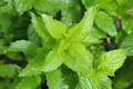 Spearmint Herb Seeds Mentha spicata - 30mg Seed Quantity, Aromatic Culinary Mint