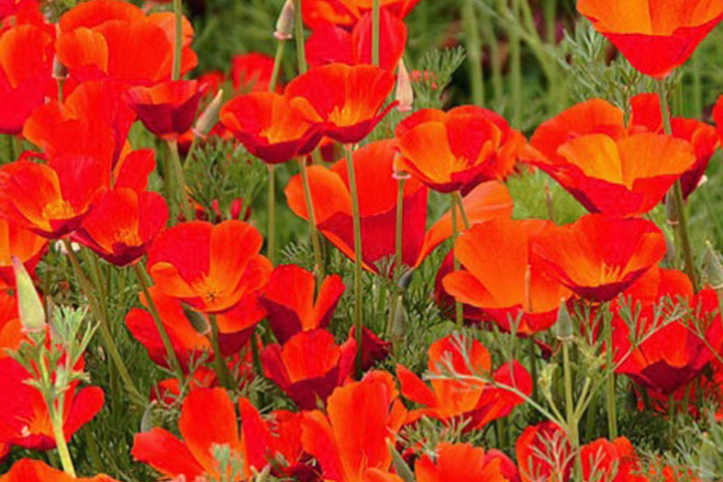 Red Chief California Poppy Seeds - Red-Orange Blooms, Drought Tolerant, Pollinator Friendly