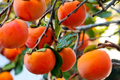 Japanese Fuyu Persimmon Unrooted Cuttings, Diospyros kaki – 5 Fresh Cuttings