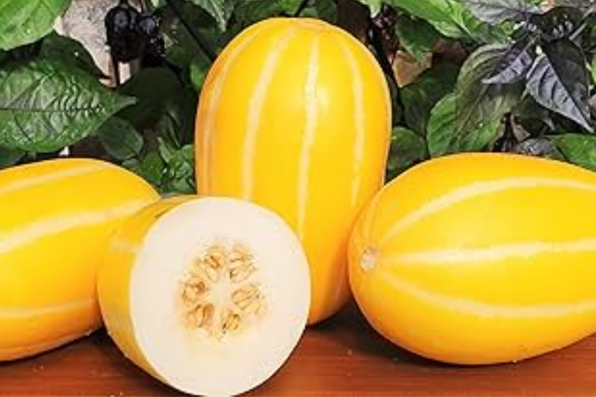 Korean Melon Seeds (120+) – Chamoe/Cucumis melo makuwa | Non-GMO Heirloom