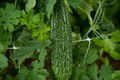 Bitter Melon Dark Jade Hybrid Seeds (5) – Momordica charantia | High Yield, Non-GMO