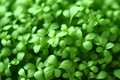 Cress Curled Seeds Lepidium sativum (1g) Pepper Cress – Heirloom, Fast-Growing Microgreens