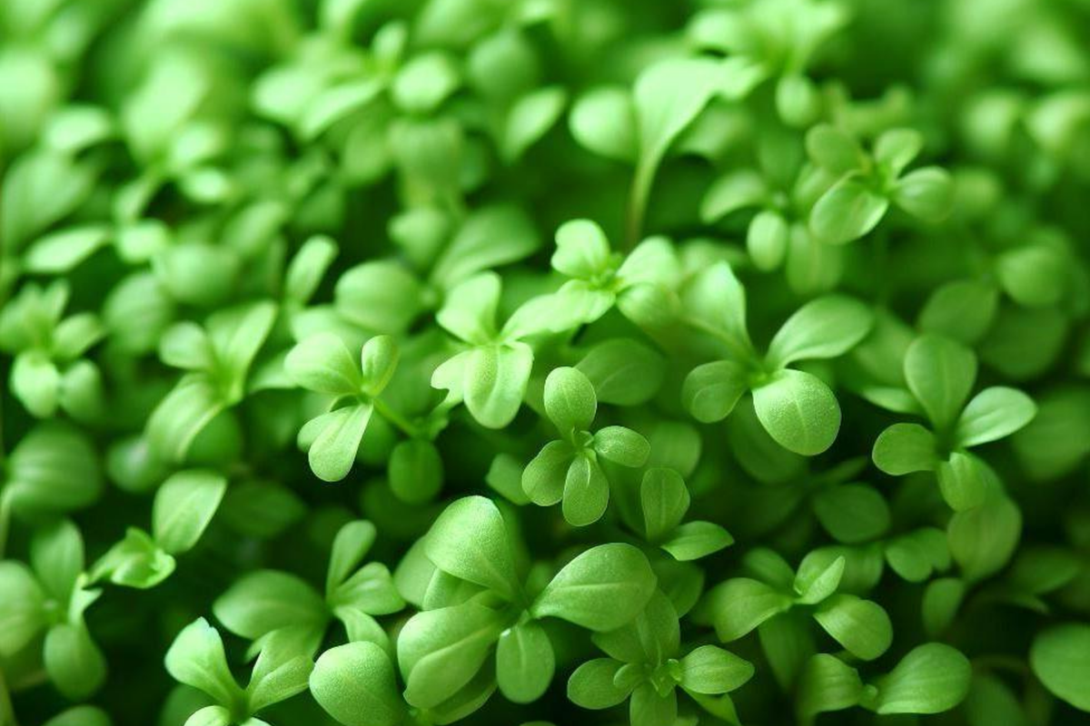 Cress Curled Seeds Lepidium sativum (1g) Pepper Cress – Heirloom, Fast-Growing Microgreens