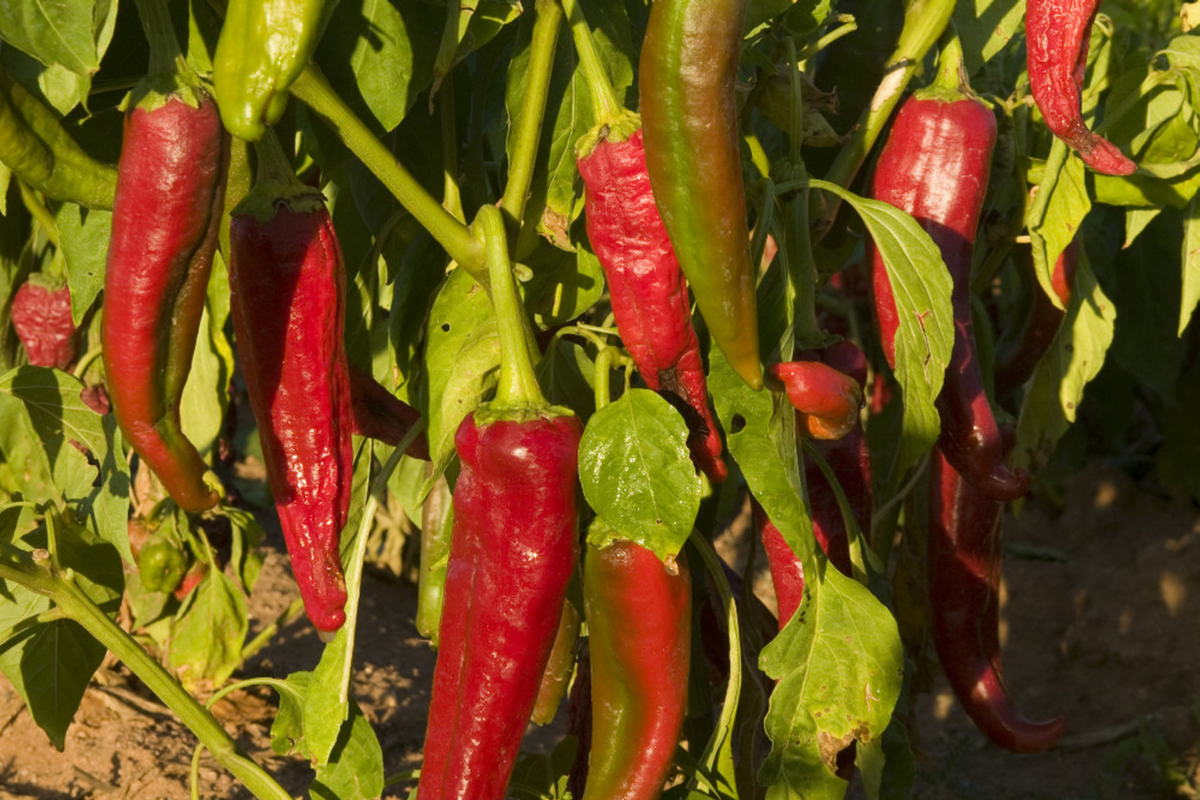 Ms. Junie Hot Pepper Seeds (Capsicum annuum) – 250mg, Medium Heat, Green to Red, 70–85 Days