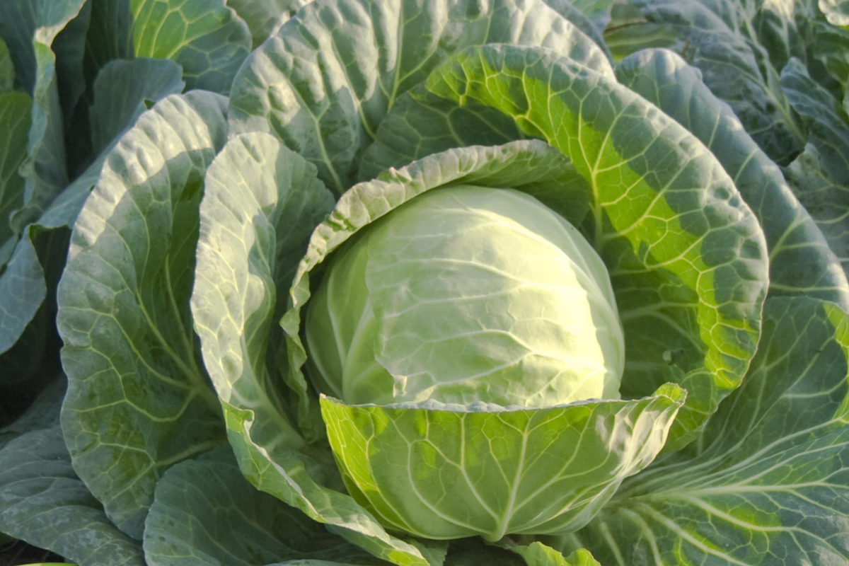 Cabbage Danish Ballhead Seeds - Brassica oleracea | Heirloom, Compact, Cold-Hardy