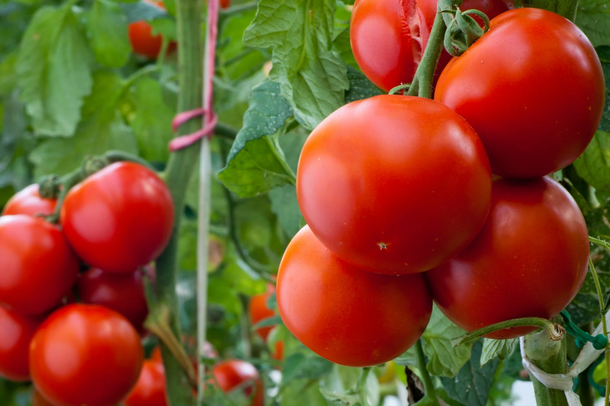 Tomato Super Sioux Seeds - Solanum lycopersicum | Heirloom, Heat-Tolerant, 70-75 Days