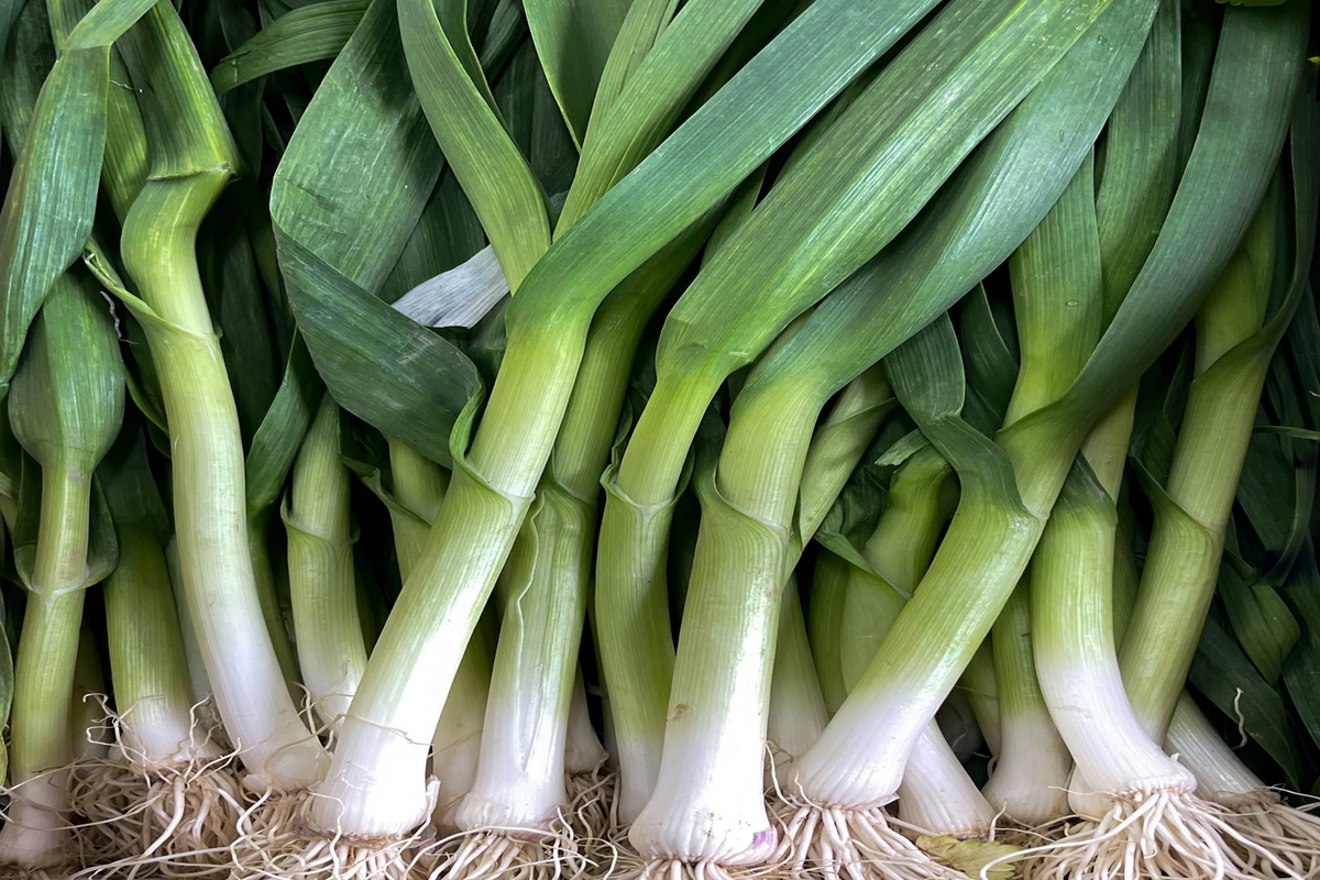 Onion White Lisbon Bunching Seeds Allium cepa - 250mg, Non-GMO, Fast-Growing